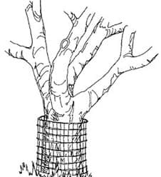 image of a tree trunk barrier to reduce beaver damage