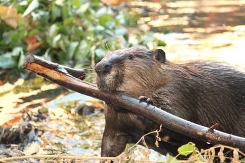 image of a beaver chewing on a tree branch